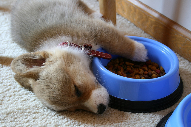 犬のいびきは病気のサイン いびきの治し方 対策法